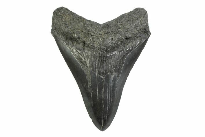 Serrated, Fossil Megalodon Tooth - South Carolina #356835